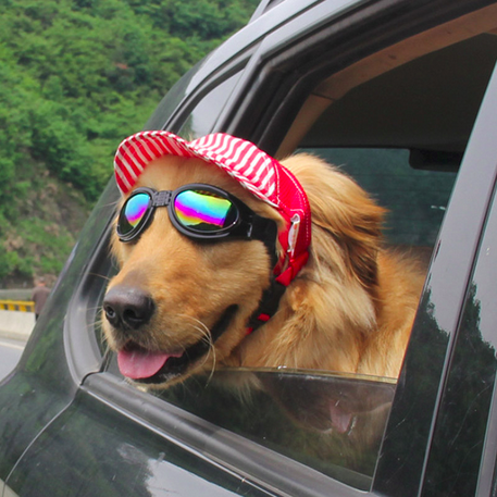 A dog wearing a cap and glasses and sticking its head out of the window of a car, it is smilling and pointing its tongue out. Sorry, I dont know dog breeds but it is fluffy