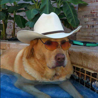 A dog wearing a cowboy hat and aviator glasses, it is chilling at the pool