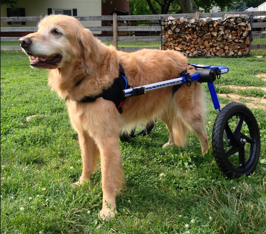 A dog using a wheelchair for dogs, it is standing in a grass field. There is a pile of firewood in the background and it is sunny